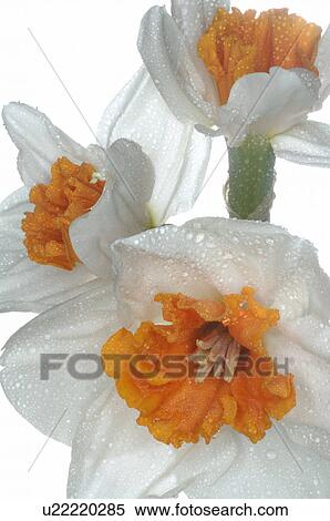 Stock Photography - filled daffodils. Fotosearch
