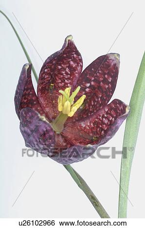 Stock Photograph - flower. Fotosearch