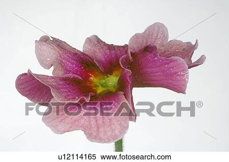 Stock Photography - flower. Fotosearch