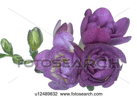 freesia in full blossom View Large Photo Image Stock Image - freesia in full blossom. Fotosearch