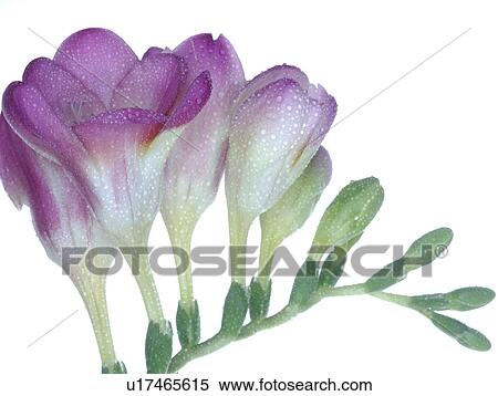 Stock Photography - freesia. Fotosearch