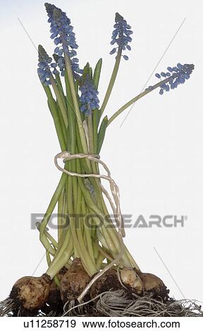 Stock Photo - grape hyacinths with bulb. Fotosearch