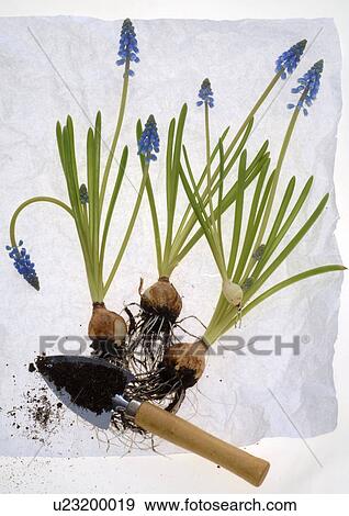 grape hyacinths with bulb View Large Photo Image Stock Photo - grape hyacinths with bulb. Fotosearch