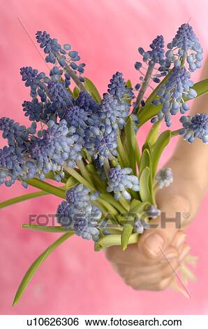 Stock Photograph - grape hyacinths with rose background. Fotosearch