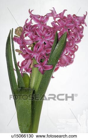 Stock Image - hyacinth. Fotosearch