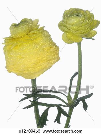 Stock Image - light yellow buttercup. Fotosearch