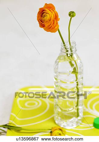 orange buttercup View Large Photo Image Stock Photo - orange buttercup. Fotosearch