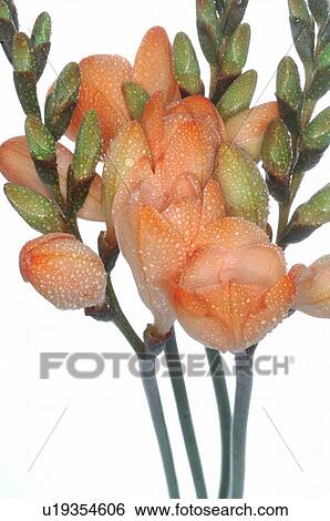 Stock Photograph - orange freesia. Fotosearch