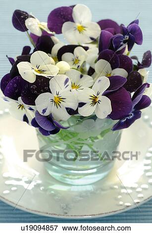 Stock Photo - Pansies in a glass bowl. Fotosearch