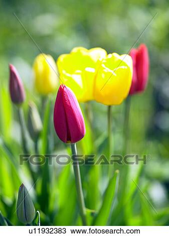 Stock Image - red an yellow tulips. Fotosearch