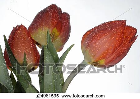 Stock Photography - red tulips. Fotosearch