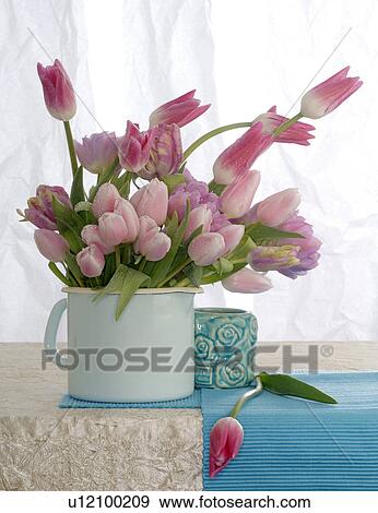 Stock Photo - rose tulip. Fotosearch