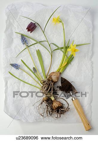 spring flowers with bulbs View Large Photo Image Stock Photograph - spring flowers with bulbs. Fotosearch