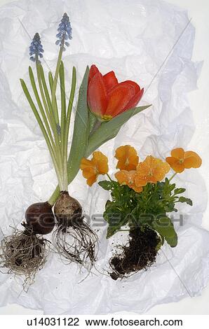 Stock Image - spring flowers with roots. Fotosearch