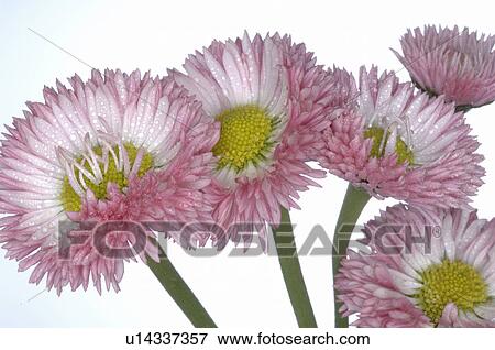 spring View Large Photo Image Stock Photo - spring. Fotosearch