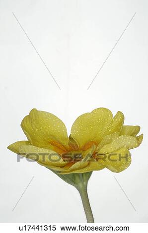 Stock Photography - springtime flowers in blossom. Fotosearch