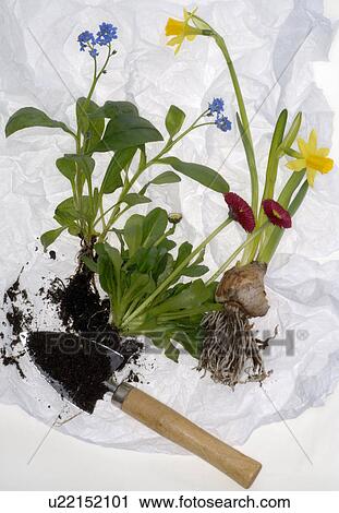 springtime flowers with bulbs View Large Photo Image Stock Image - springtime flowers with bulbs. Fotosearch
