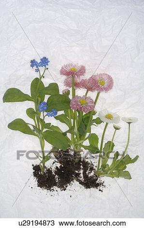 Stock Image - springtime flowers with roots. Fotosearch