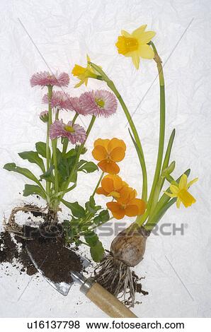 Stock Photo - springtime flowers with roots. Fotosearch