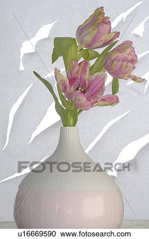 Stock Image - three tulips in vase. Fotosearch