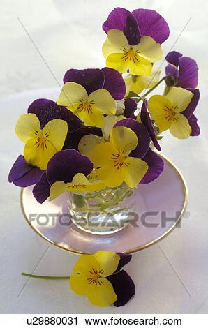 violas in a vase View Large Photo Image Stock Image - violas in a vase. Fotosearch