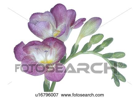 violet freesia in blossom View Large Photo Image Stock Photo - violet freesia in blossom. Fotosearch