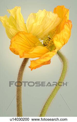 Stock Image - yellow corn puppy in full blossom. Fotosearch