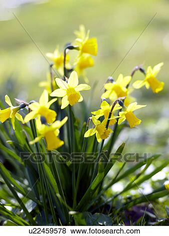 Stock Photo - yellow daffodil. Fotosearch