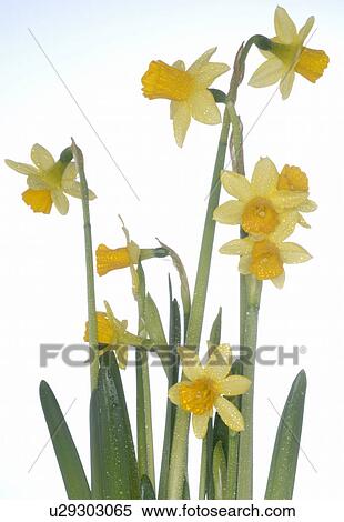 Stock Photography - yellow daffodil. Fotosearch