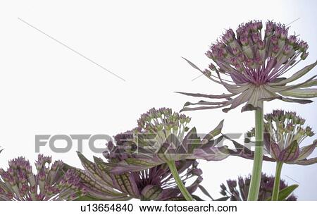 Stock Image - Allium blooming. Fotosearch