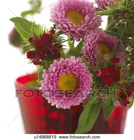 Stock Photo - Bunch of aster and sweet Williams. Fotosearch