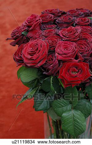 Bunch of red roses View Large Photo Image Picture - Bunch of red roses. Fotosearch