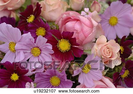 Bunch with roses View Large Photo Image Stock Photo - Bunch with roses. Fotosearch