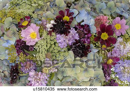 Stock Photography - Colorful summer spray detail. Fotosearch