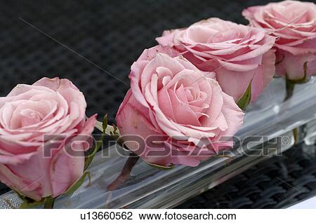 Stock Image - Damask rose roses. Fotosearch