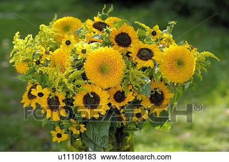 Stock Image - Different sunflowers. Fotosearch