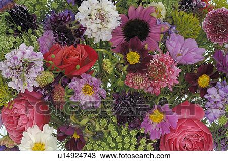 Flower variety View Large Photo Image Stock Image - Flower variety. Fotosearch