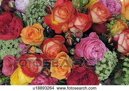 Garden roses with wild carrots View Large Photo Image Picture - Garden roses with wild carrots. Fotosearch