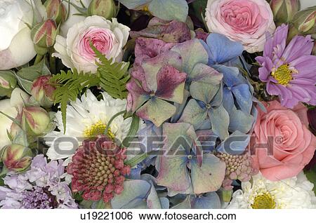 Stock Photograph - Hydrangeas and Cosmos bipinnatus. Fotosearch