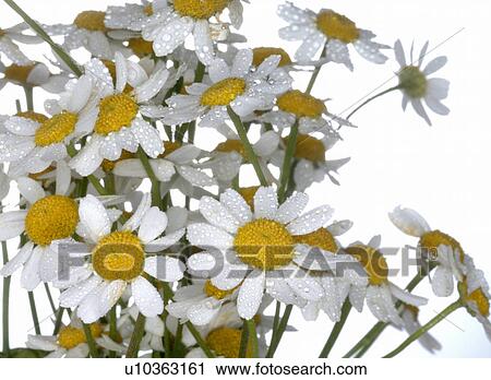 Stock Image - Marguerites. Fotosearch