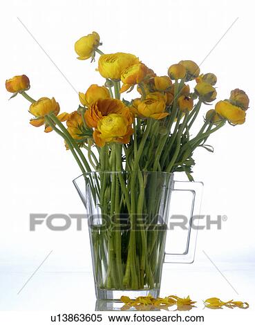 Ranunculus in a glass pitcher View Large Photo Image Stock Photography - Ranunculus in a glass pitcher. Fotosearch