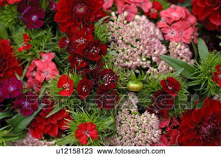 Stock Image - Red blooms. Fotosearch