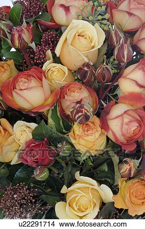 Picture - Roses from the open ground. Fotosearch