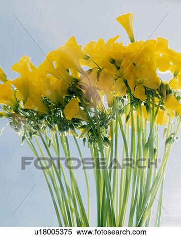 Yellow clover View Large Photo Image Stock Photography - Yellow clover. Fotosearch