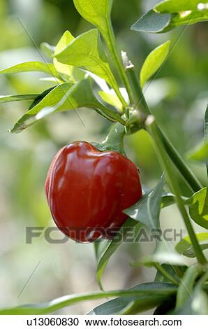 Stock Image - Belladonna. Fotosearch