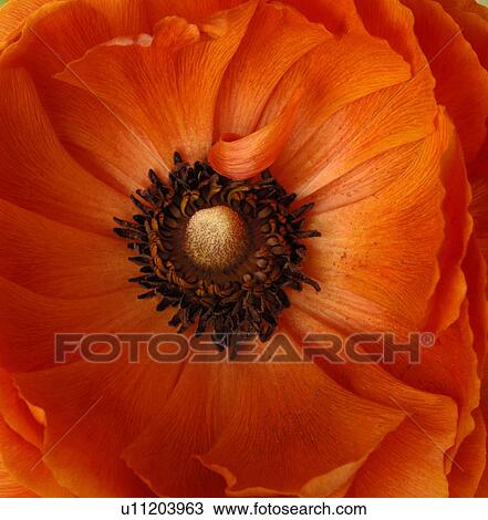 Blossomed out puppy View Large Photo Image Stock Image - Blossomed out puppy. Fotosearch