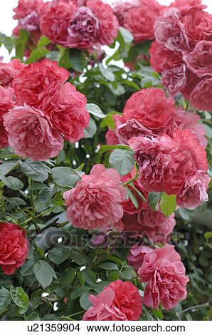 Blossomed up red peonies View Large Photo Image Picture - Blossomed up red peonies. Fotosearch