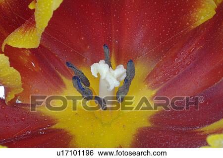 Close-up tulip View Large Photo Image Stock Photograph - Close-up tulip. Fotosearch