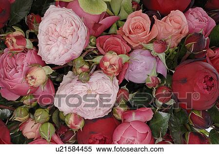 Peonies and English bush roses View Large Photo Image Stock Photography - Peonies and English bush roses. Fotosearch