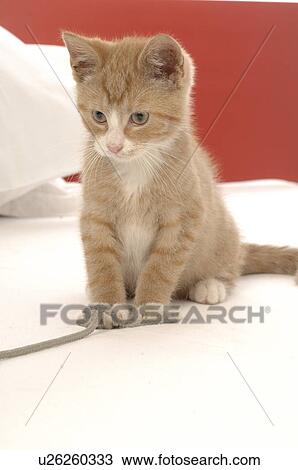 Stock Image - Playing kitten. Fotosearch